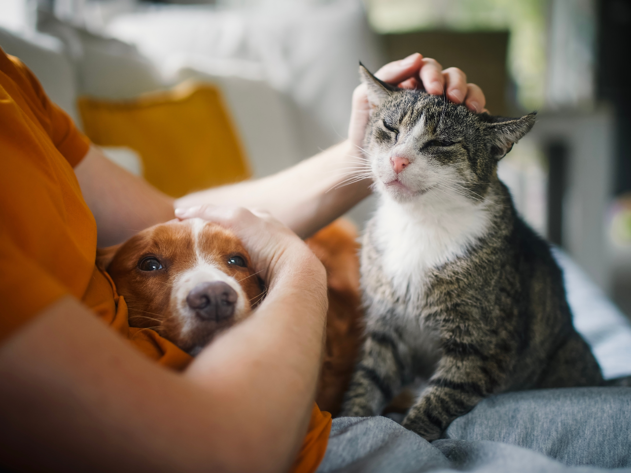 Person petting a cat and a dog on a couch