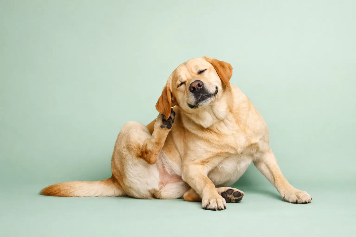 How to Support Itchy Dogs Naturally