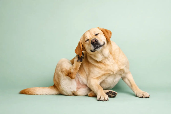 How to Support Itchy Dogs Naturally