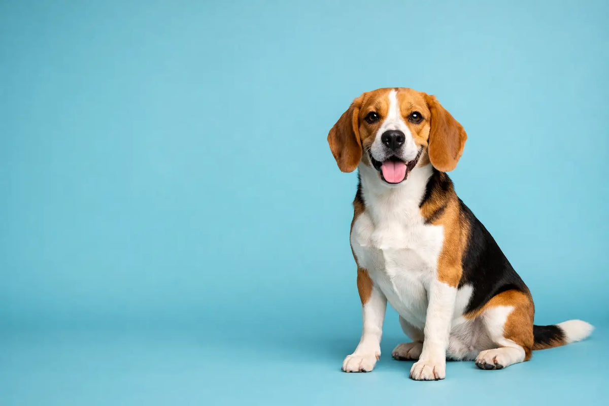 A Daily Dog Health Routine That Works