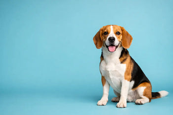 A Daily Dog Health Routine That Works