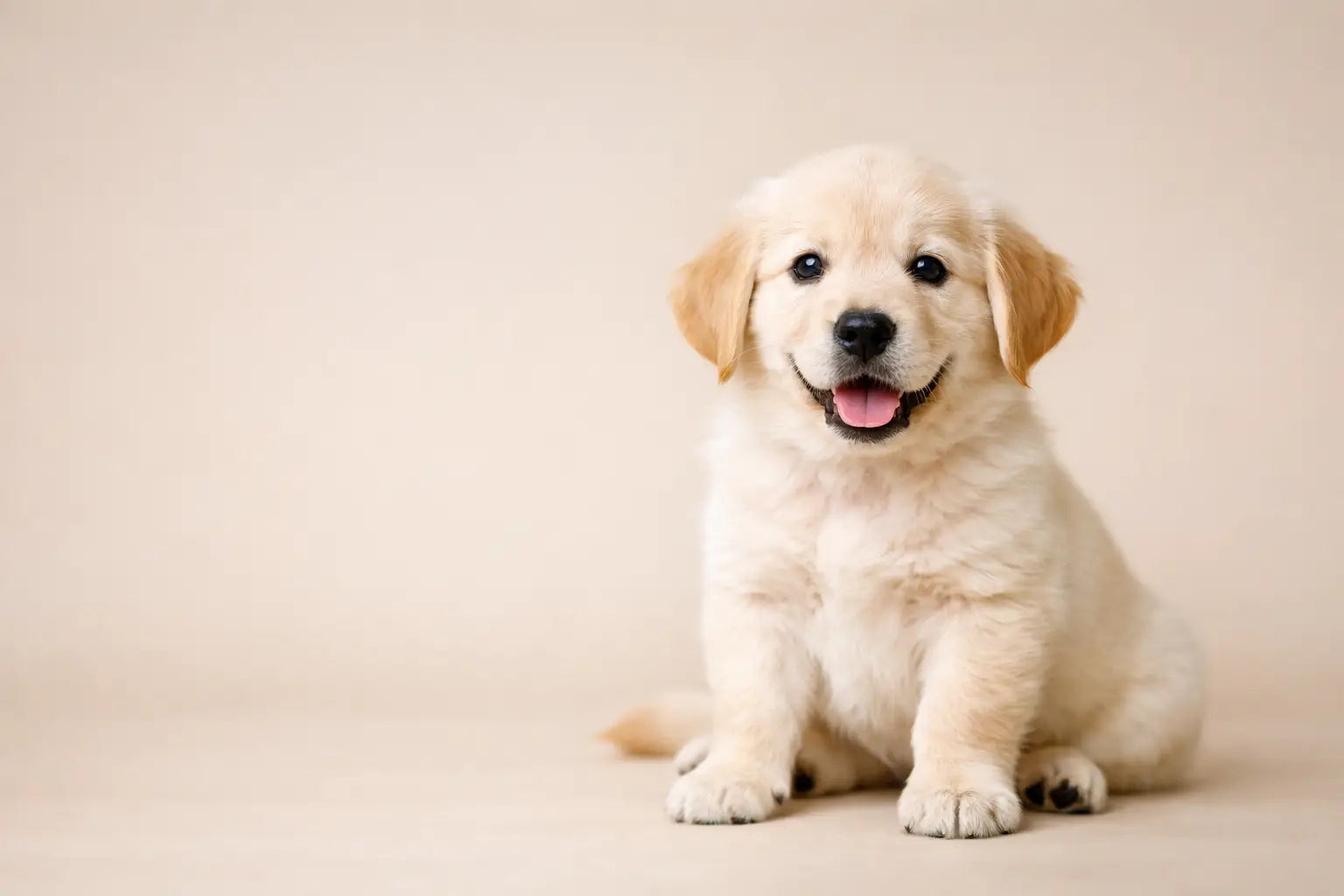 Best Daily Essentials for Puppy Care at Home