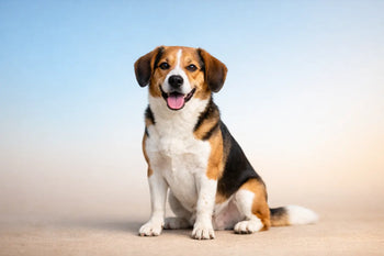 An Example Daily Routine for Dogs That Works