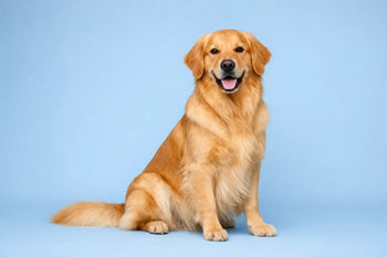 How to Improve Dog Coat Condition
