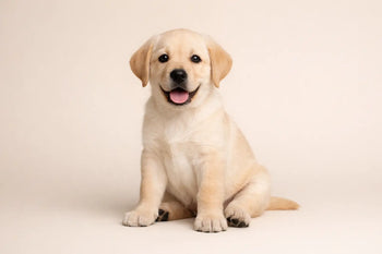 First Time Dog Owner Essentials That Matter