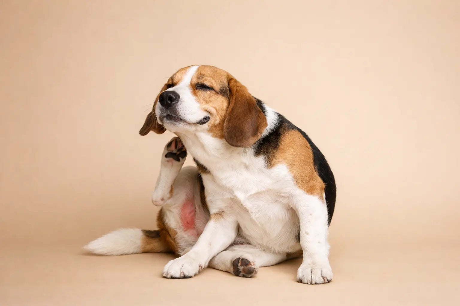 Dog Skin Allergies: Signs, Triggers and Care
