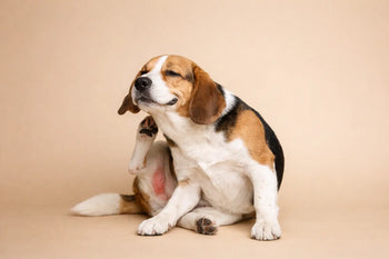 Dog Skin Allergies: Signs, Triggers and Care