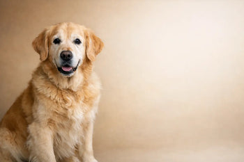 A guide to natural support for ageing dogs