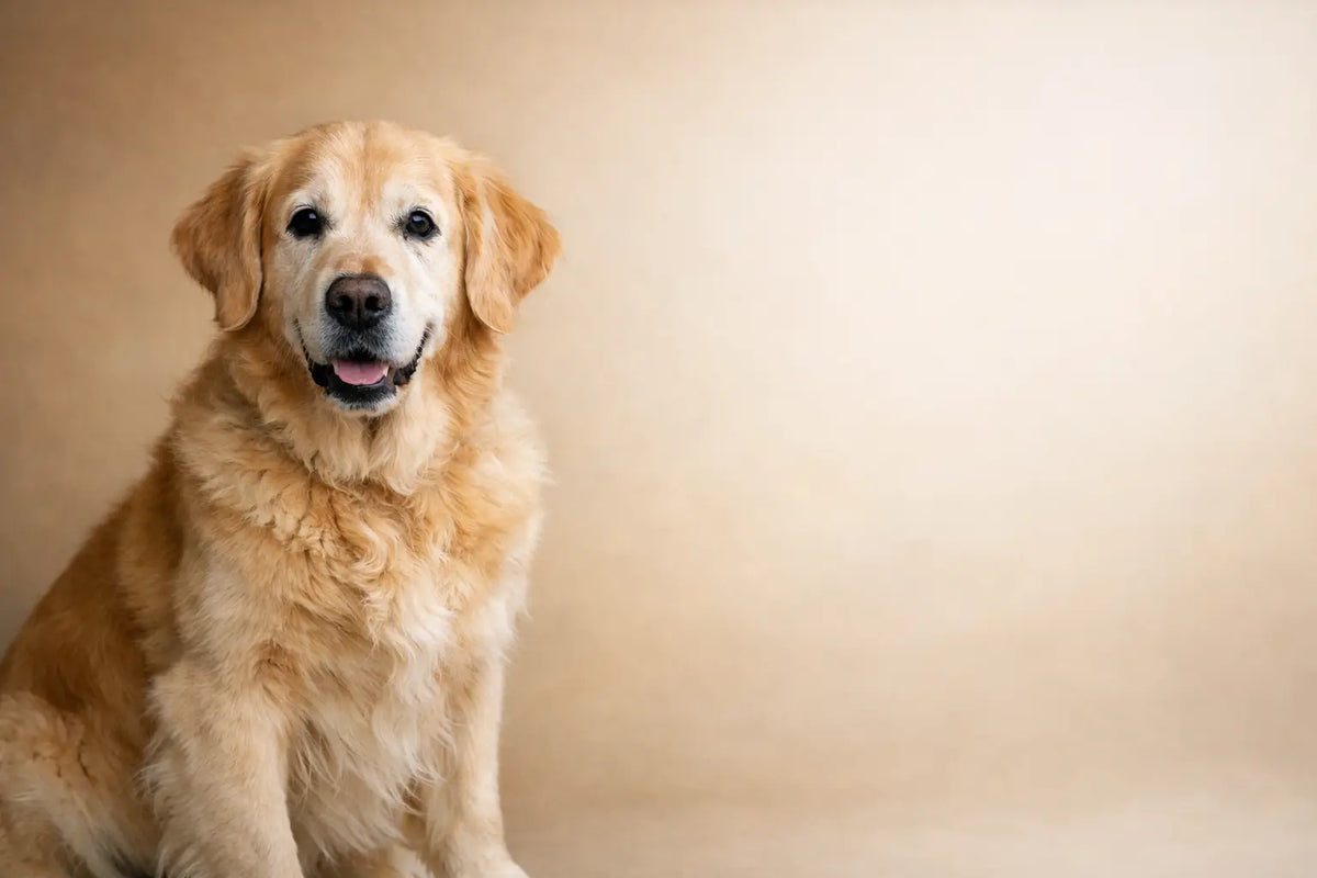 A guide to natural support for ageing dogs