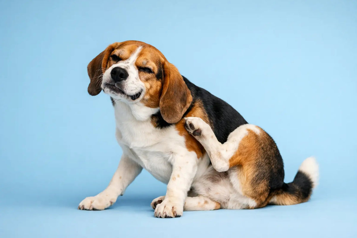 Why Does My Dog Smell Bad?