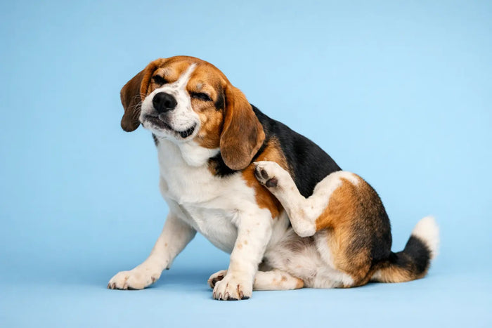 Why Does My Dog Smell Bad?