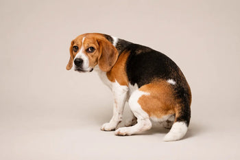 Can Probiotics Cause Diarrhoea in Dogs?