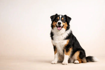 How to Build a Dog Wellness Routine