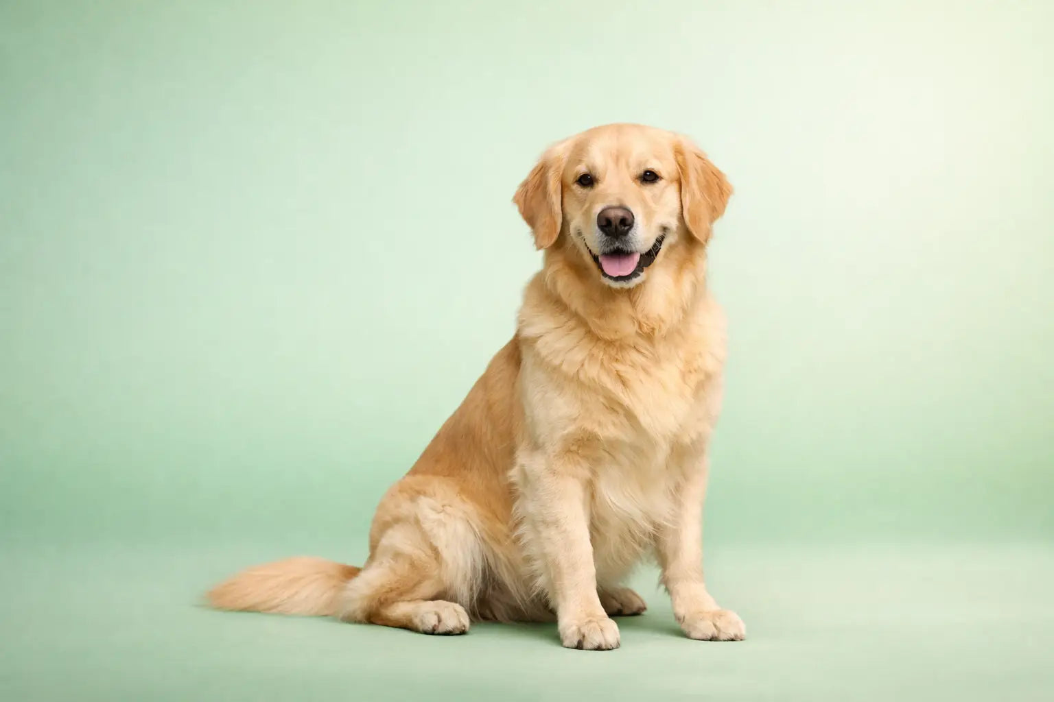 Natural Dog Stress Relief for Everyday Worries