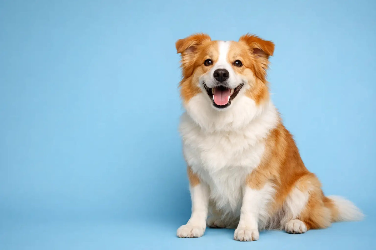 Guide to Dog Dental Care at Home