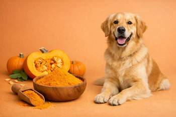 Pumpkin Powder for Dogs: What It Helps With