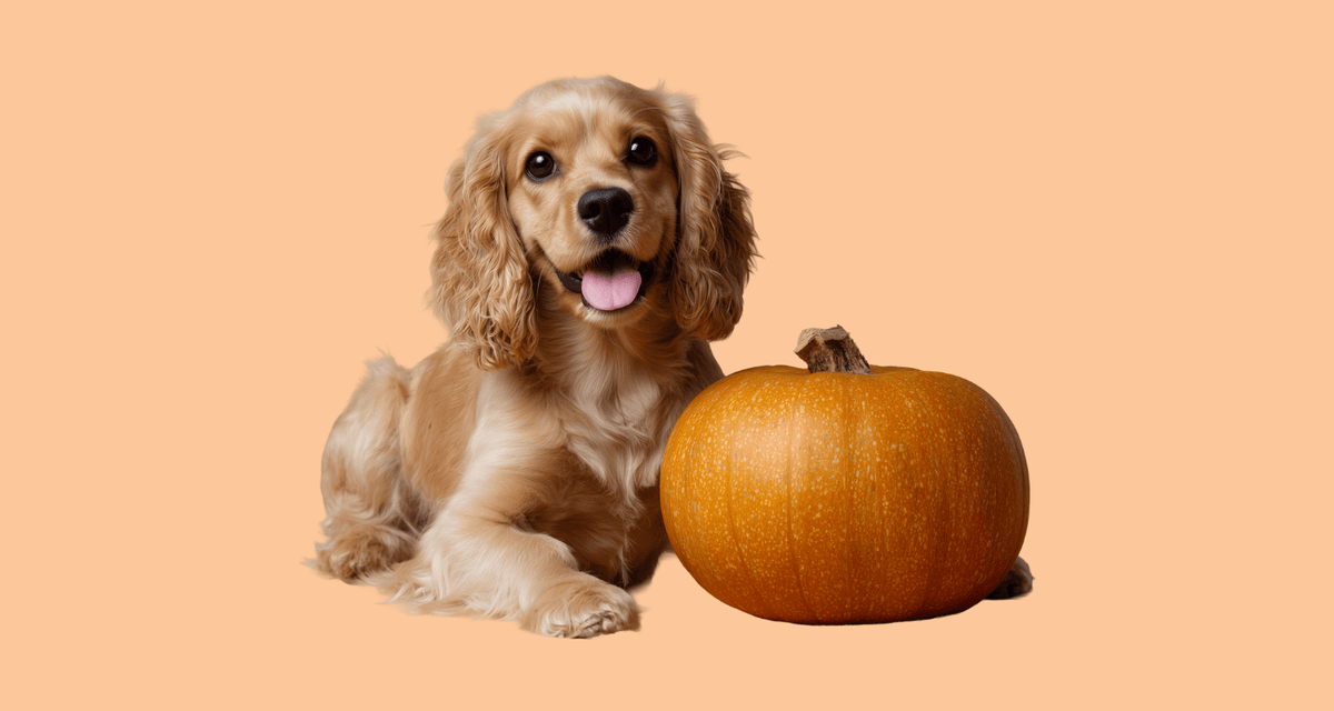 Cocker Spaniel sitting next to large pumpkin can dogs eat pumpkin