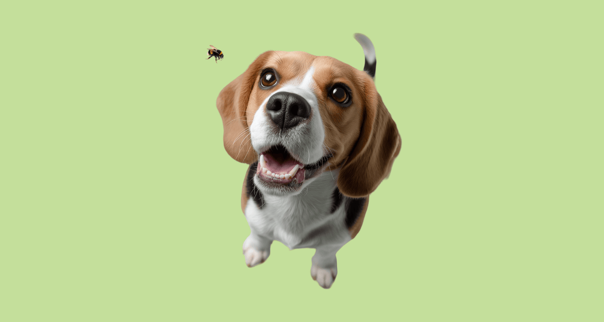 Beagle dog looking up at a bee, can dogs eat insects