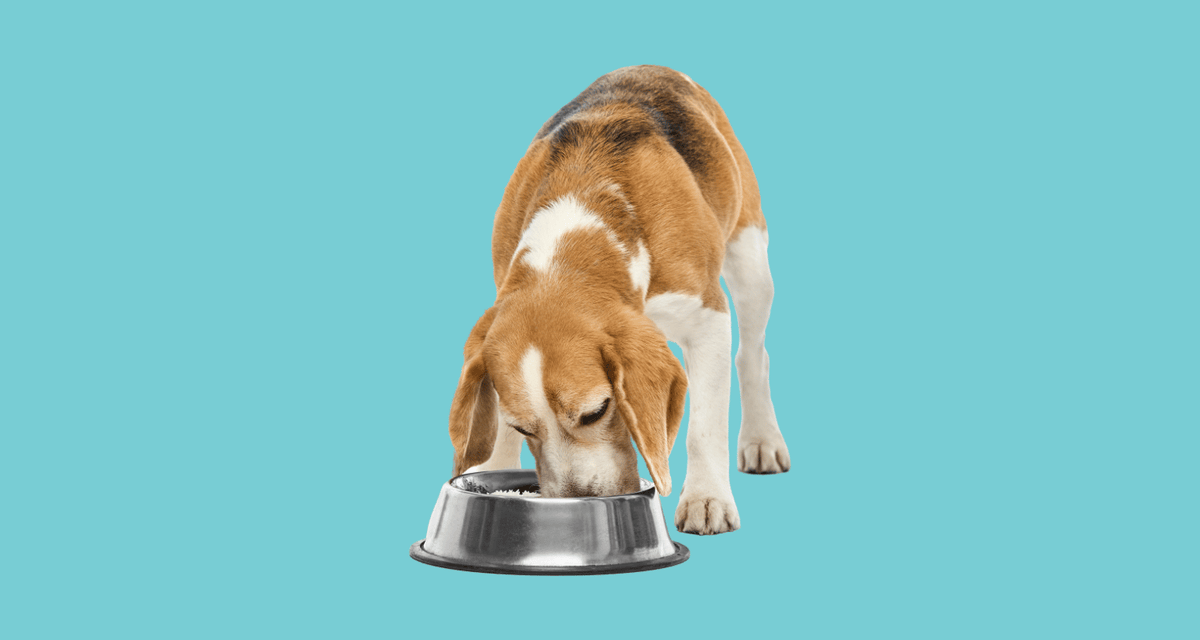 Beagle eating from a metal bowl on a blue background, illustrating a dog eating plain rice safely.