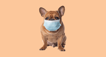 A French bulldog wearing a medical face mask, symbolising concerns about whether dogs can get colds or respiratory infections.
