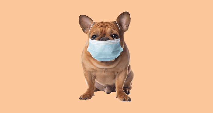 A French bulldog wearing a medical face mask, symbolising concerns about whether dogs can get colds or respiratory infections.