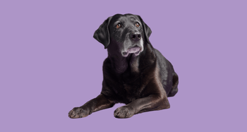 Old labrador retriever with white fr on snout lying down on purple background caring for older dogs