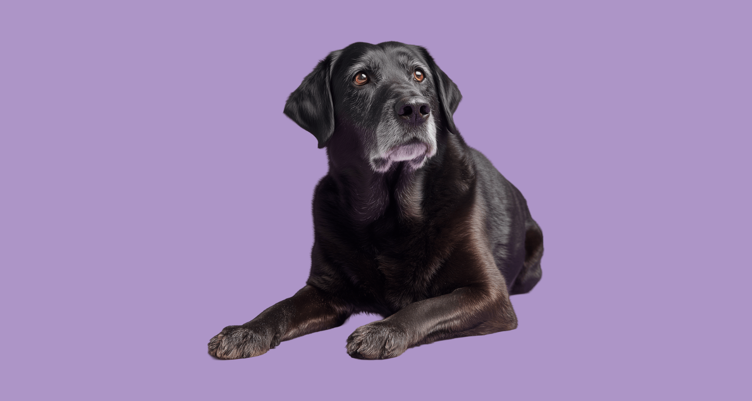 Old labrador retriever with white fr on snout lying down on purple background caring for older dogs