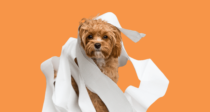 Small brown dog wrapped in toilet paper on an orange background, illustrating a dog with loose stools and digestive upset.