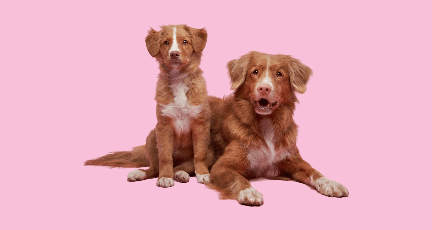 Adult female dog sitting beside a younger dog on a pink background, illustrating the decision around dog spaying benefits at different life stages.