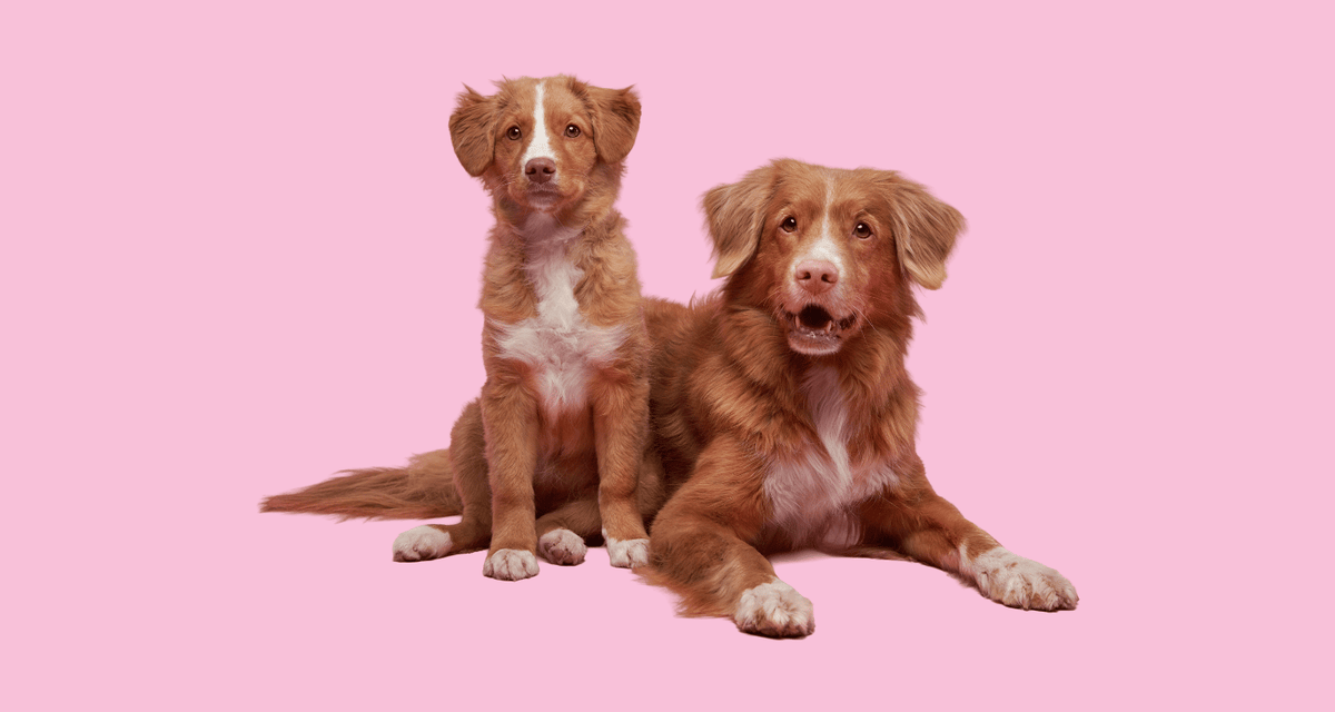 Adult female dog sitting beside a younger dog on a pink background, illustrating the decision around dog spaying benefits at different life stages.