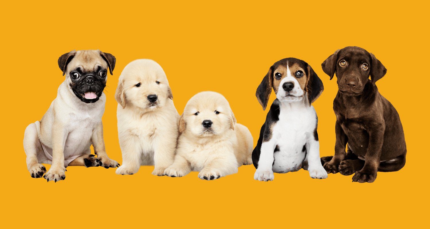 Group of puppies from different dog breeds on a yellow background, illustrating how long dogs live across breeds and sizes.