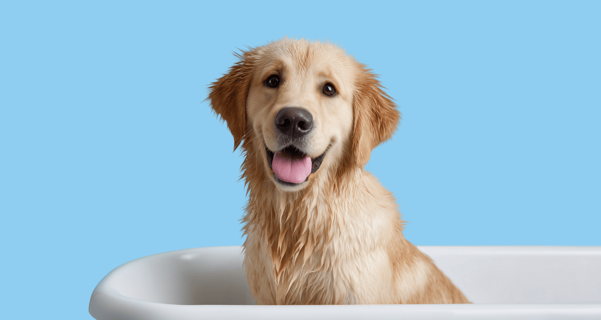 A golden retriever sitting in a bath after being washed, illustrating how often you should wash your dog safely.