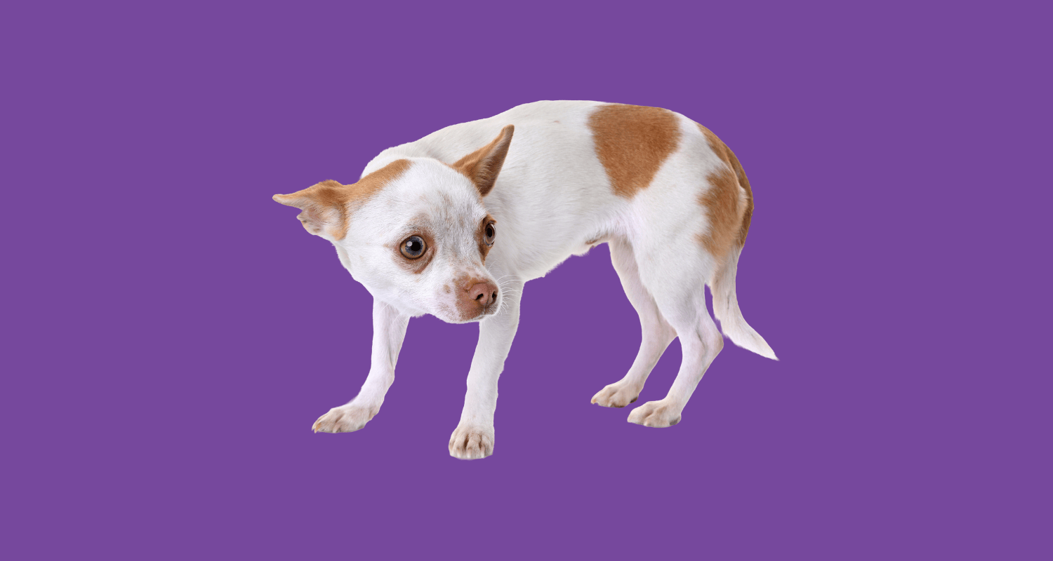 Small white and tan dog with a tense posture and wide eyes on a purple background, showing common anxious dog signs.