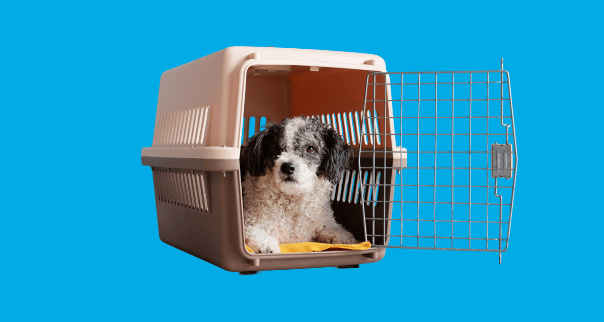 Black and white dog resting inside an open pet crate, illustrating how to care for a dog by providing a safe and comfortable space at home.