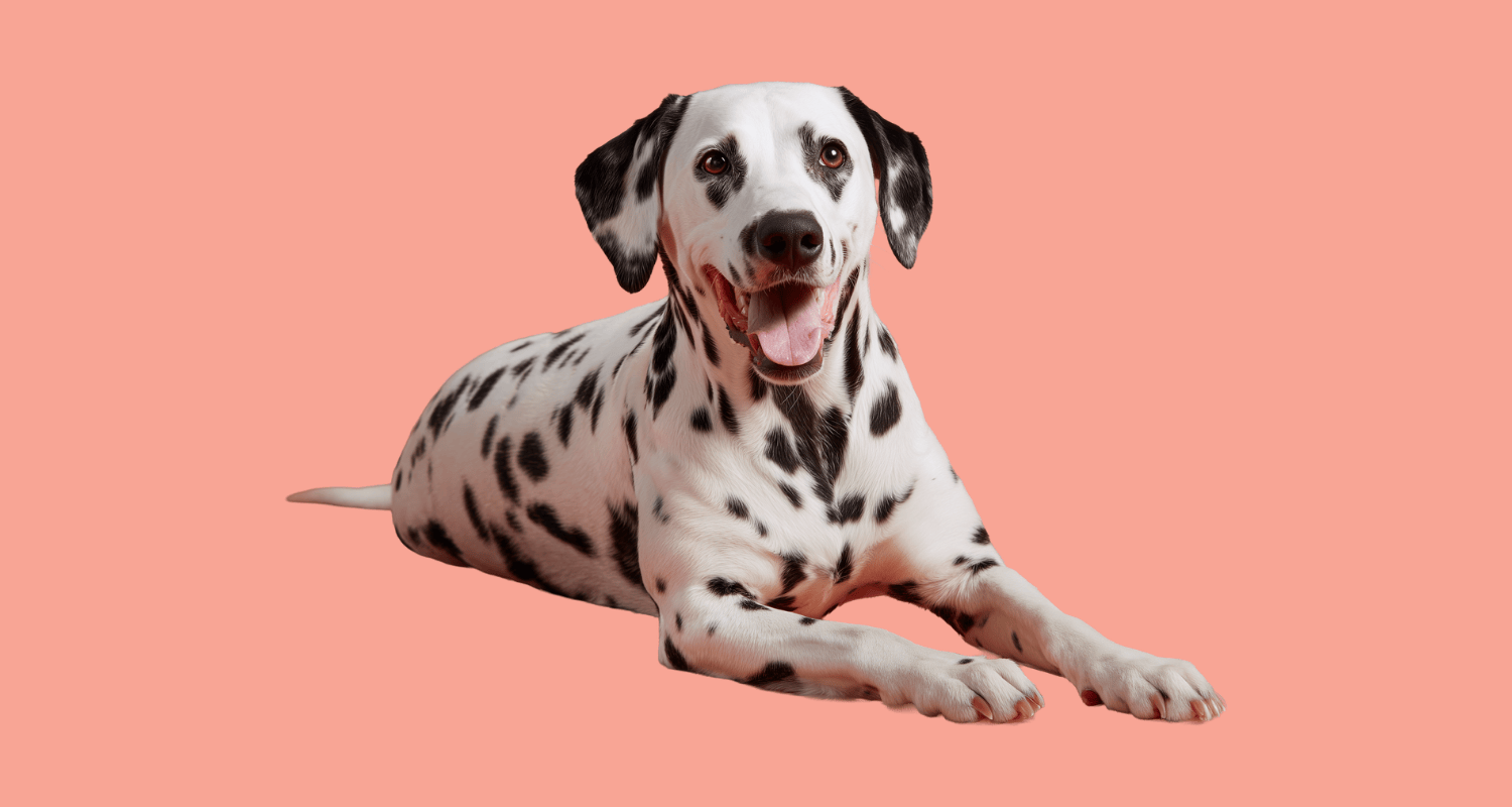 A happy Dalmatian with a bright, clean smile, representing effective ways to keep a dog’s teeth clean without brushing.