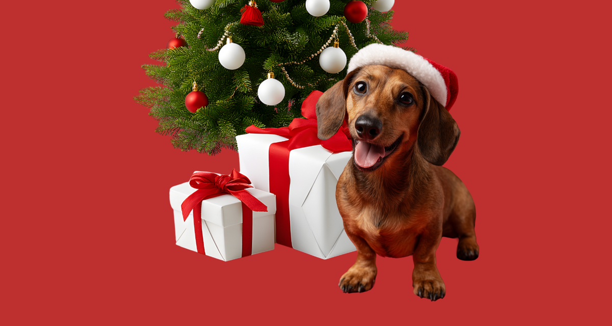 Small dachshund wearing a Santa hat sitting beside a decorated Christmas tree and wrapped gifts, illustrating festive dog safety and dog-proofing your home at Christmas.