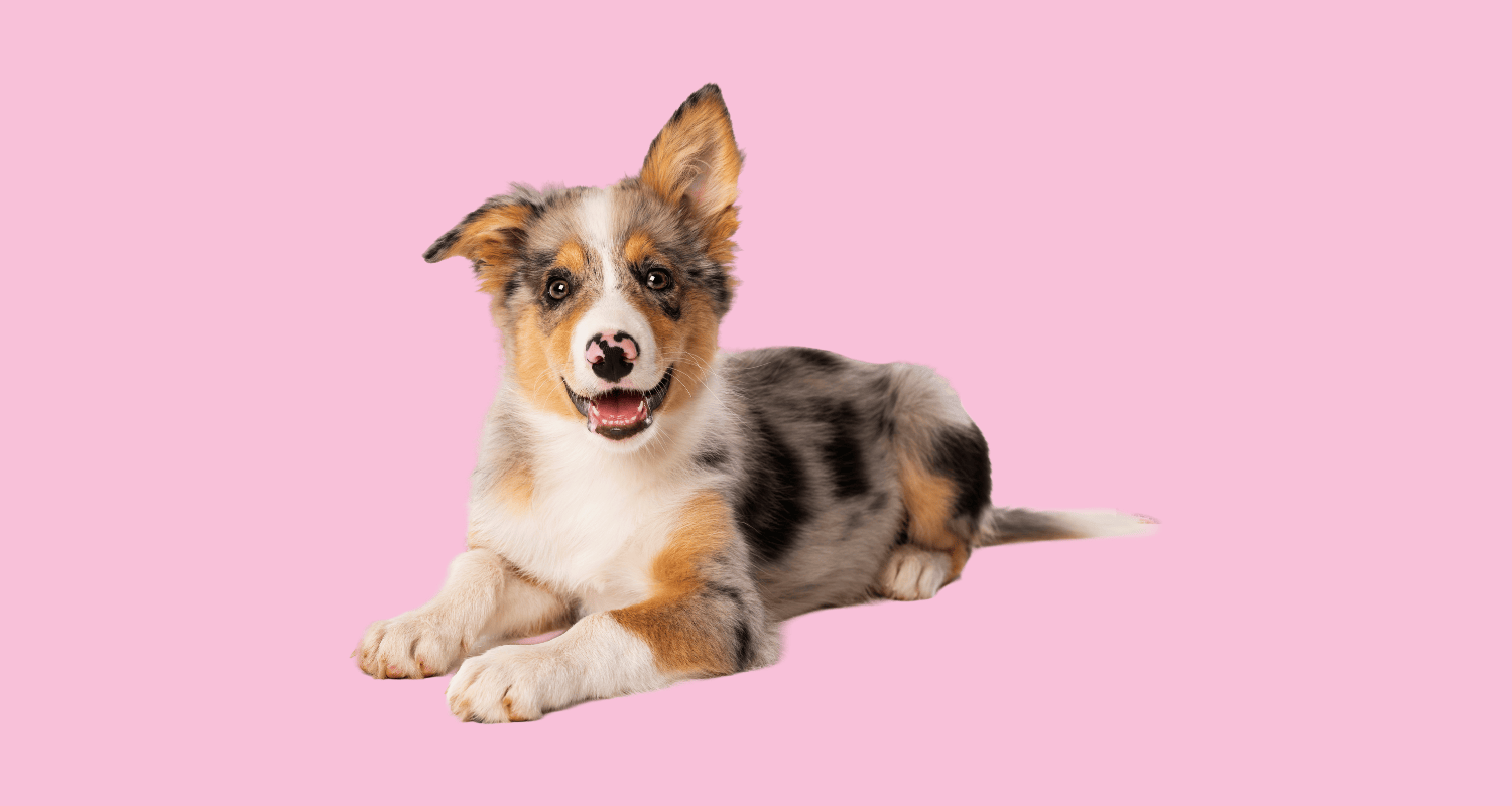 A young puppy resting calmly, representing early puppy development and learning how to stop biting through positive training.