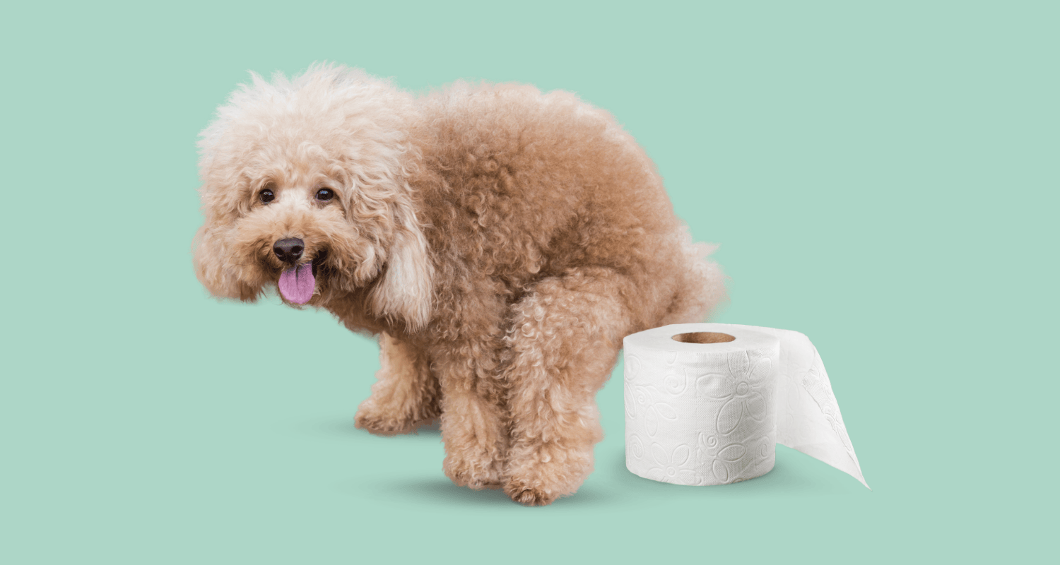 A curly-haired dog with digestive discomfort next to toilet paper, illustrating common dog gut health issues and need for probiotics for dogs.