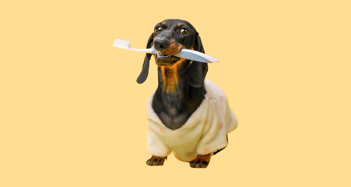 Dog holding a toothbrush, representing the importance of dental care and early signs of dental problems in dogs.