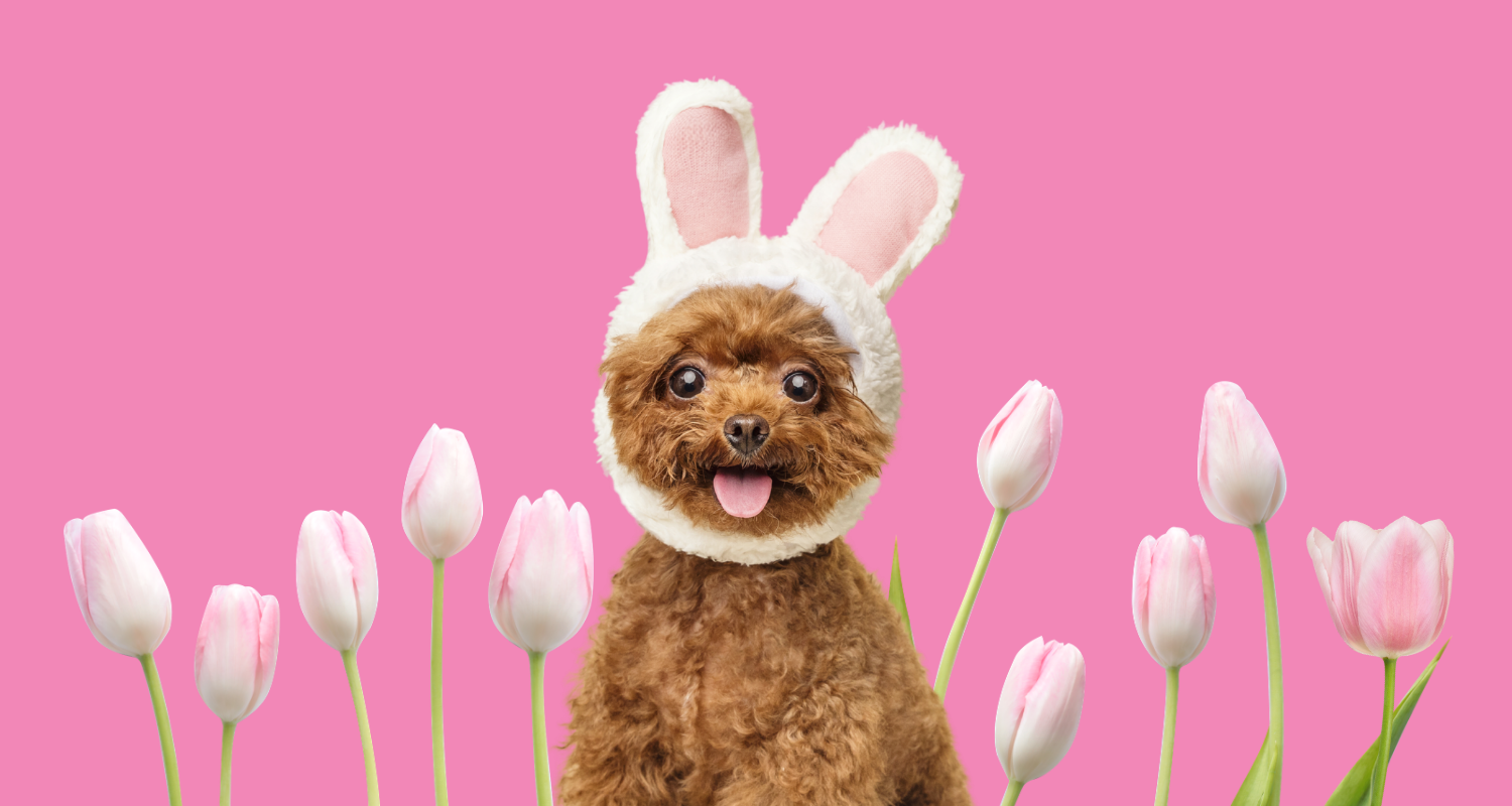 A small dog wearing bunny ears surrounded by pink tulips, representing springtime and seasonal allergy triggers in dogs.