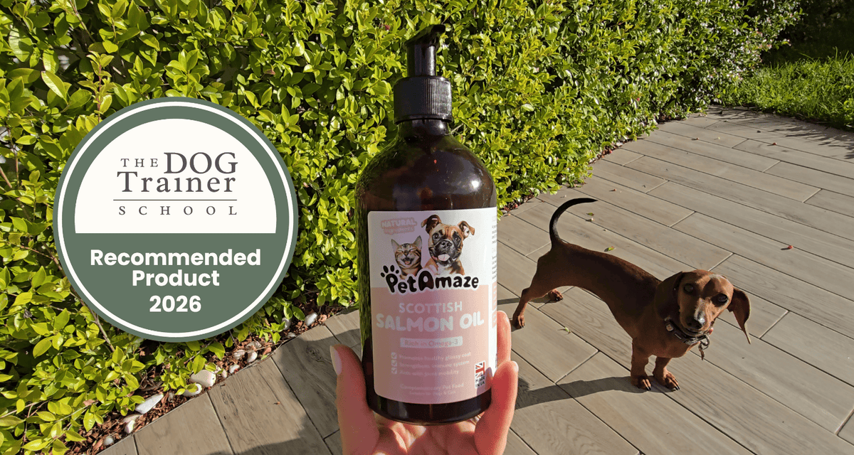 PetAmaze Scottish Salmon Oil bottle held outdoors with a dachshund nearby, featuring The Dog Trainer School recommended product 2026 badge.