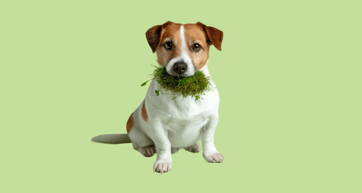 A Jack Russell Terrier holding a clump of grass in its mouth, visually representing the question: why is my dog eating grass?