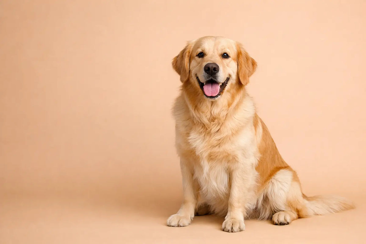 How to Support Dog Digestion Daily