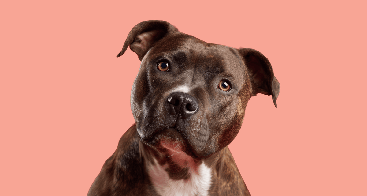 American XL Bully dog portrait, dangerous dog breeds, myths and UK laws