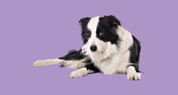 Border Collie resting with an alert expression, representing dog anxiety, gut health and the gut-brain axis in dogs.