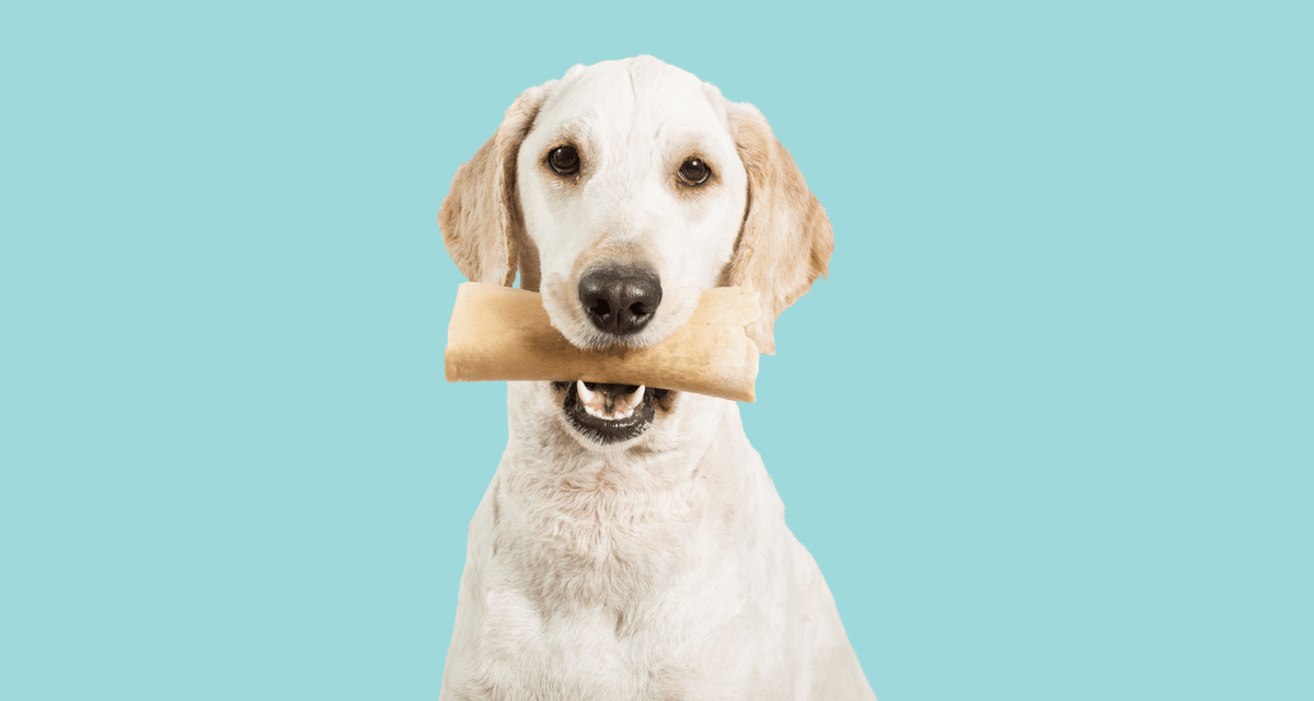 Dog holding a dental chew against a blue background, representing everyday dog dental care and oral hygiene.