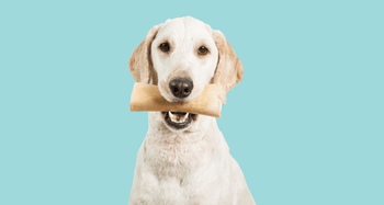 Dog holding a dental chew against a blue background, representing everyday dog dental care and oral hygiene.