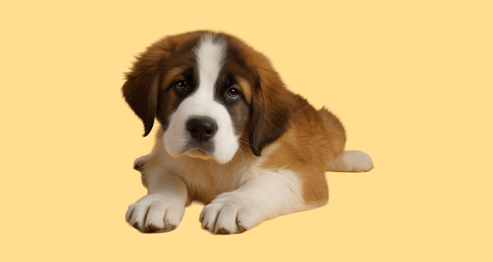 Sad looking puppy on yellow background how long can you leave a dog alone