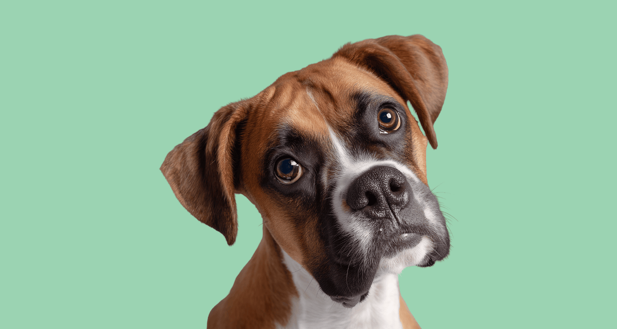 Dog tilting head, raw food for dogs, benefits and risks of a raw diet