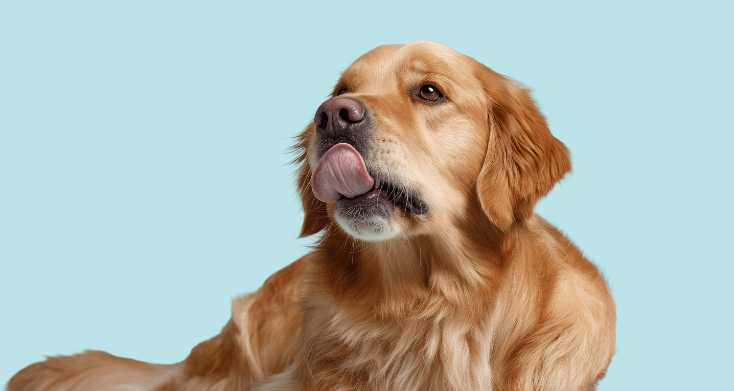 Dog licking nose, what to feed dogs with yeast infection and foods to avoid for faster relief